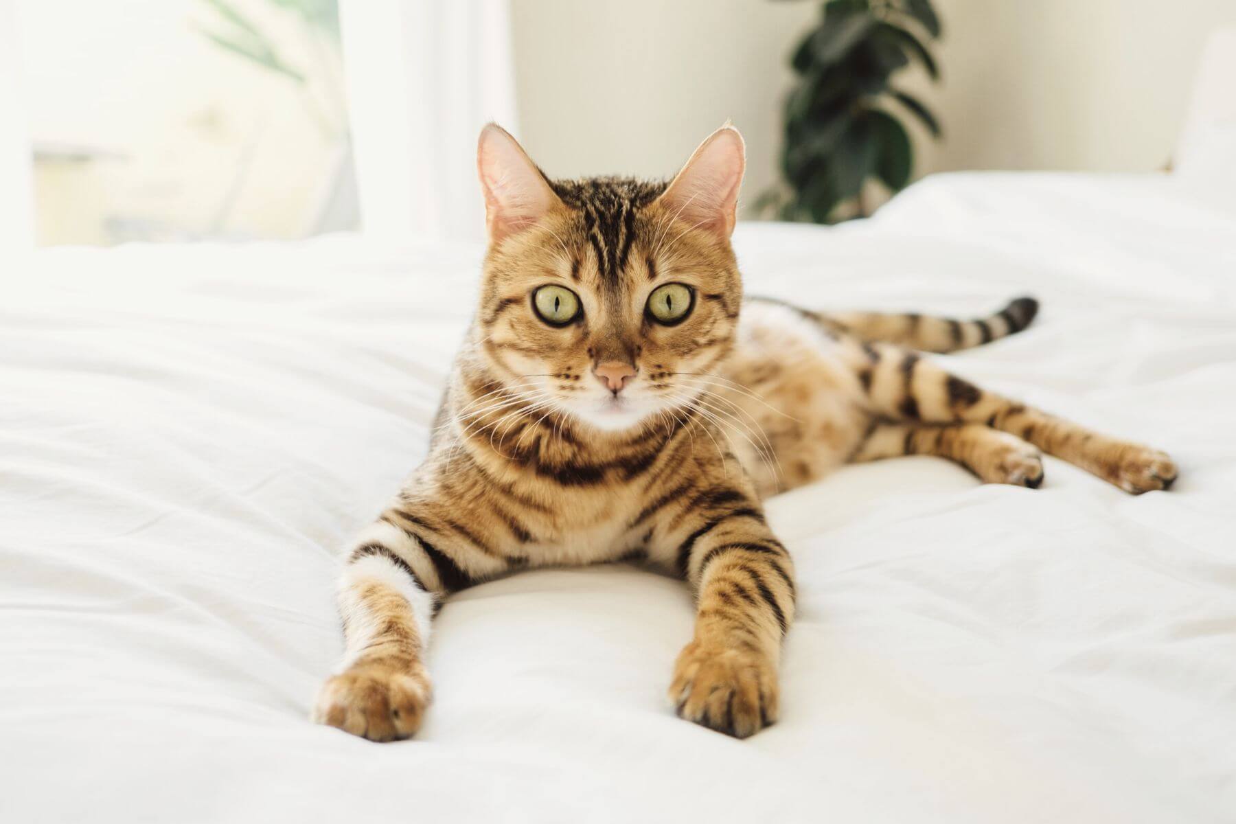 Pet Spay & Neuter cat laying on bed