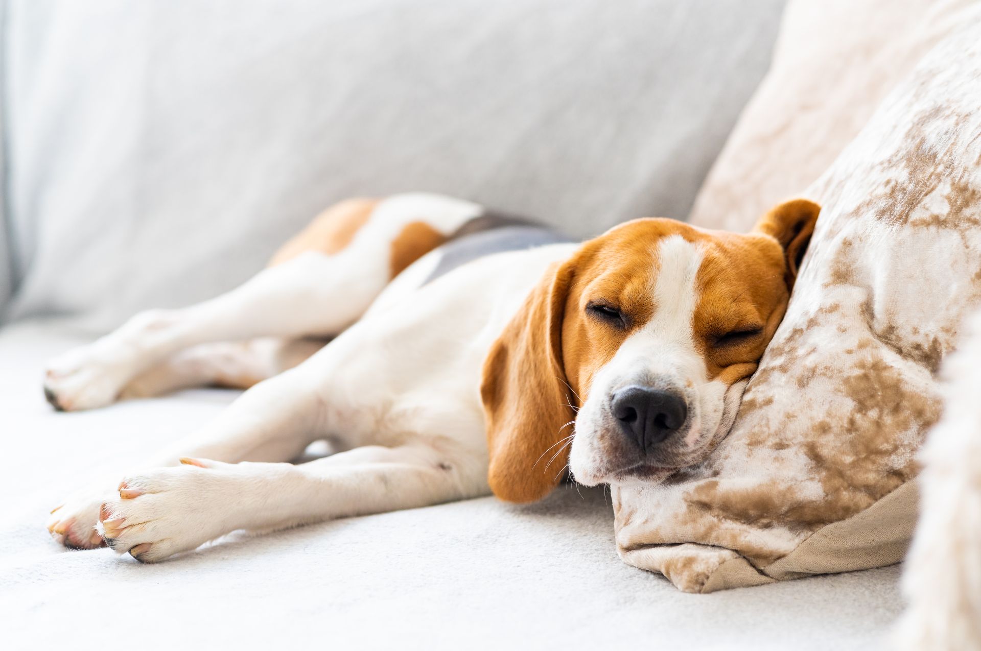 dog sitting on couch