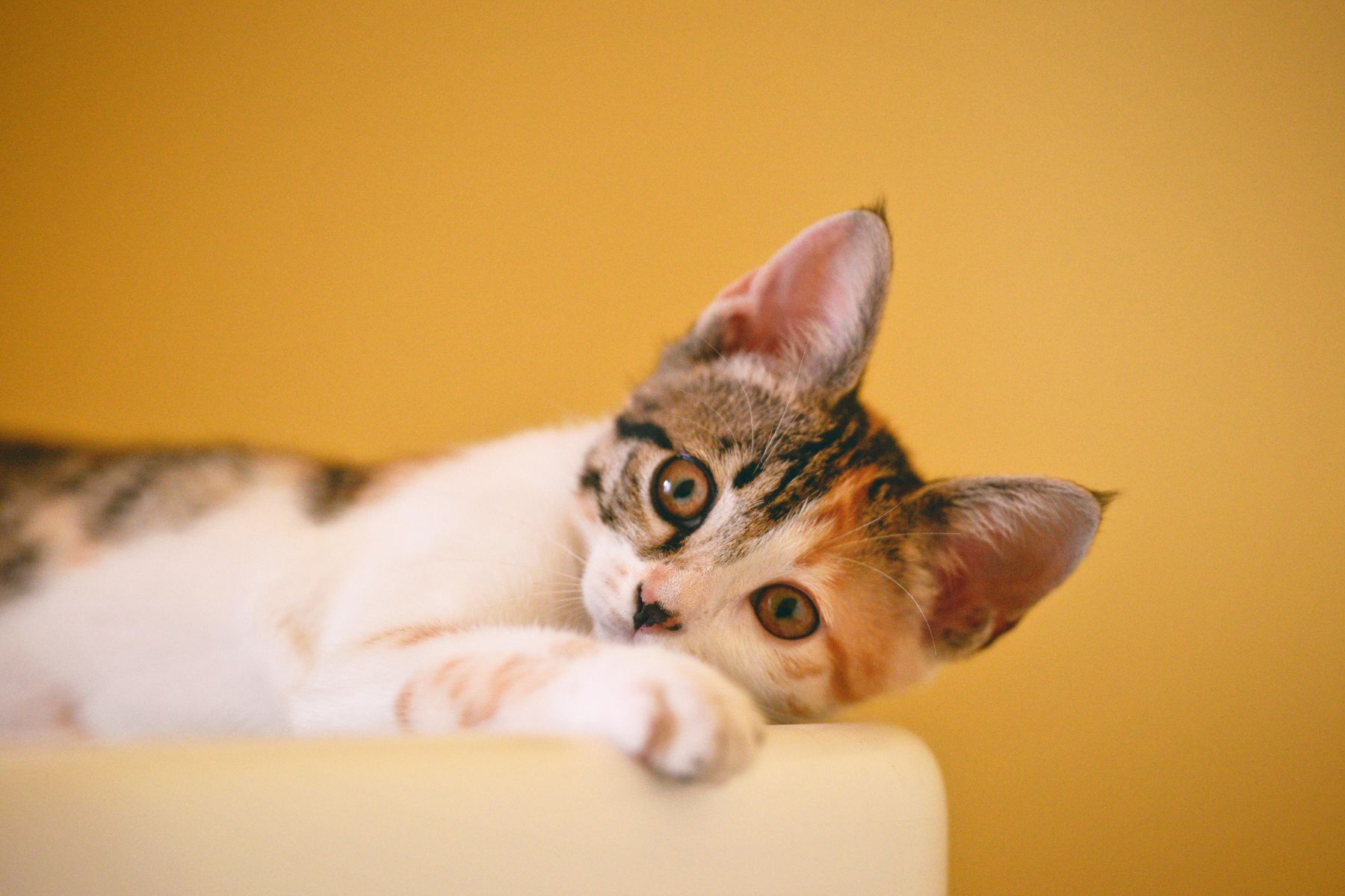 alert black and white kitten sprawled out on floor
