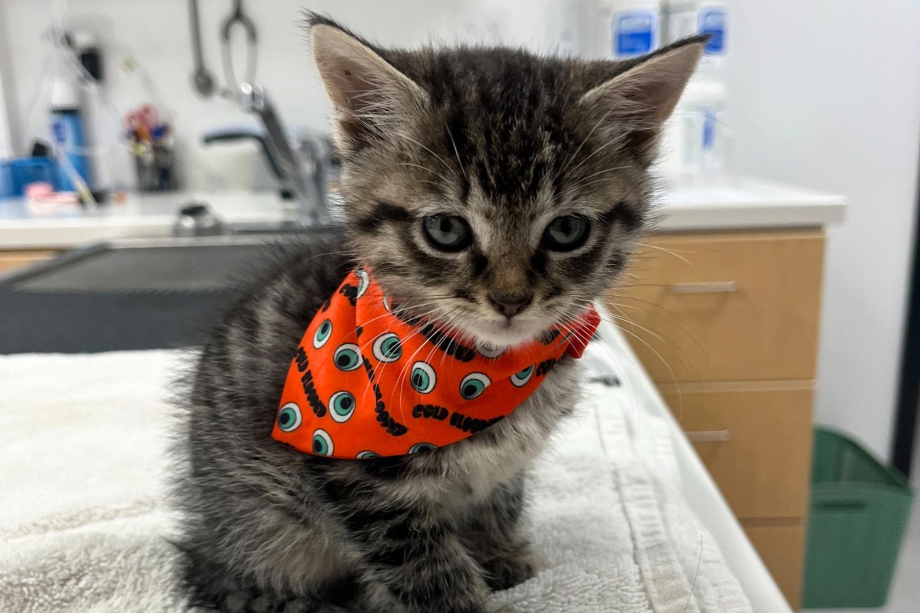 A kitten wearing red bandana