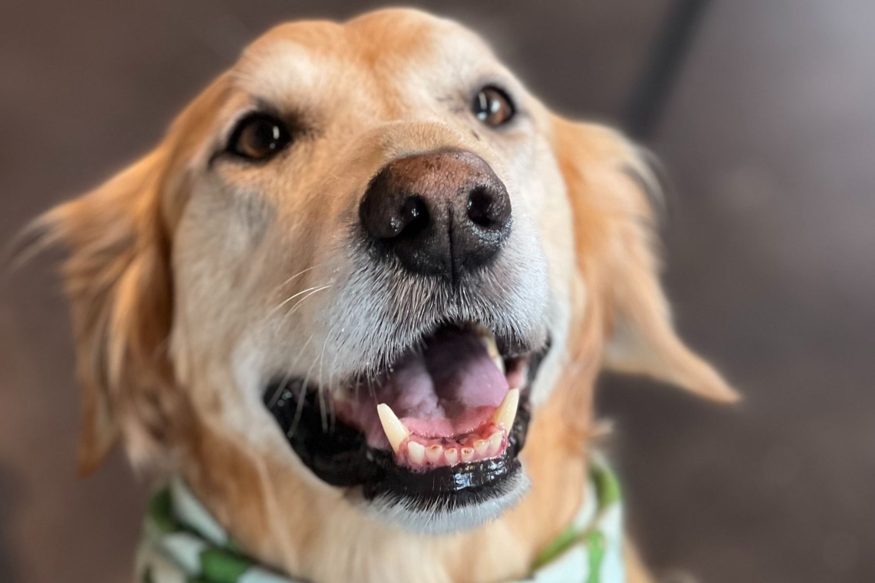a happy smiling dog