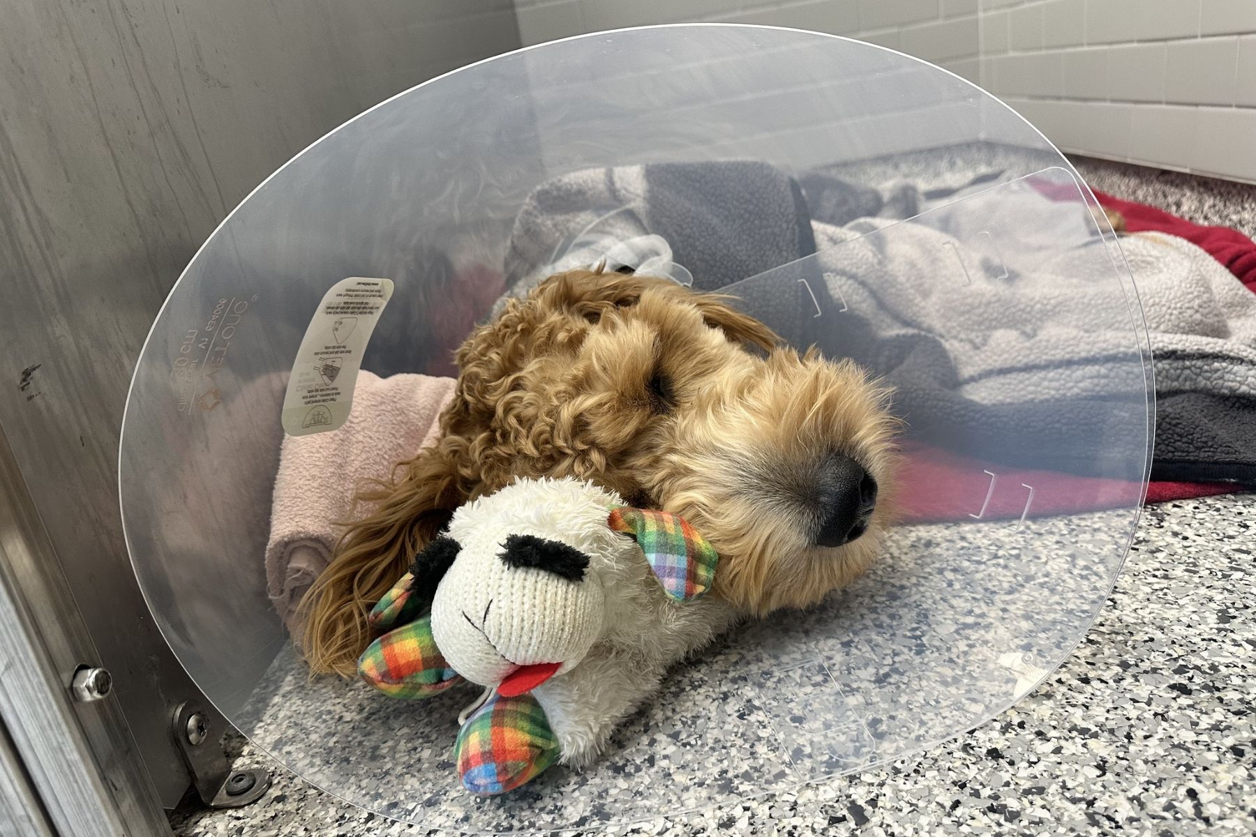 a dog wearing a surgery collar